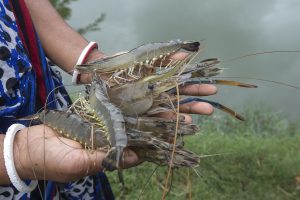 খুলনা জেলা কিসের জন্য বিখ্যাত