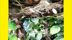 চুইঝালের উপকারিতা